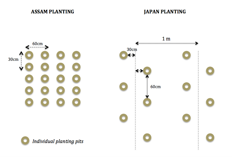 Experiments in Growing Assam Tea with Japanese Techniques