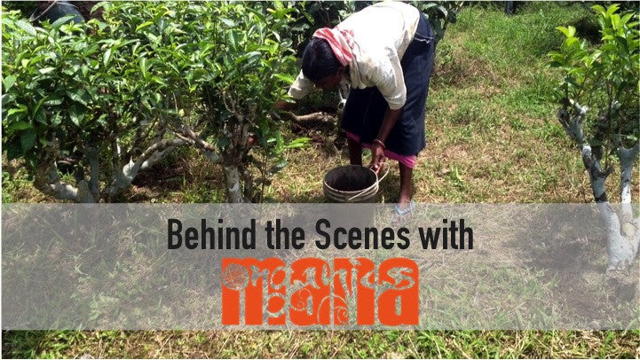 Composting on Chota Tingrai Tea Estate