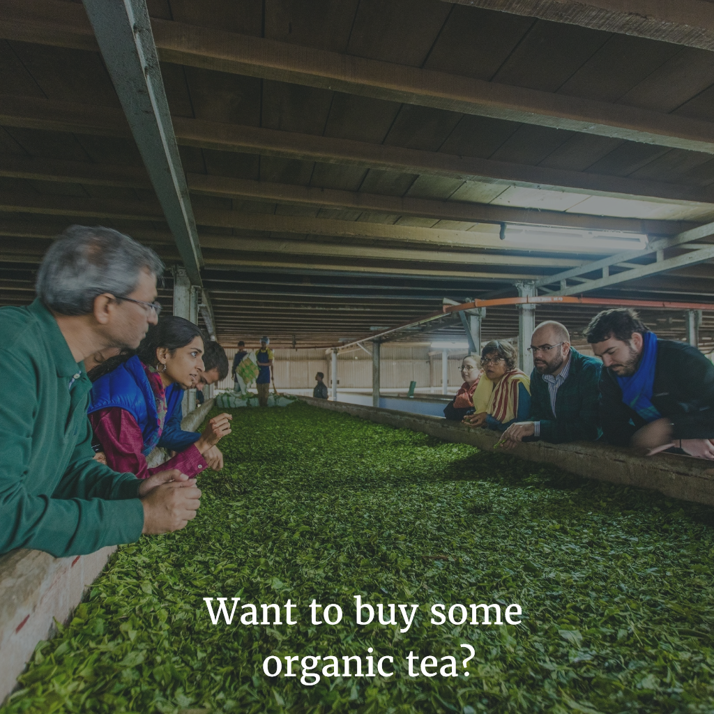 Marketing, Marketing, Marketing Organic Tea!