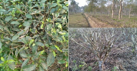 Cold Season in our Organic Assam Tea Garden