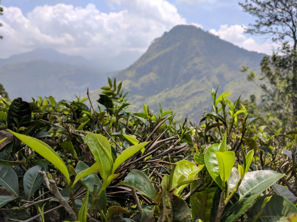 Mana Travels: Photo Journal of Amazing Sri Lanka