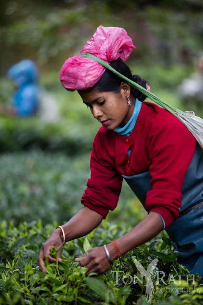 10 Things about Indian Tea That Will Blow Your Mind!