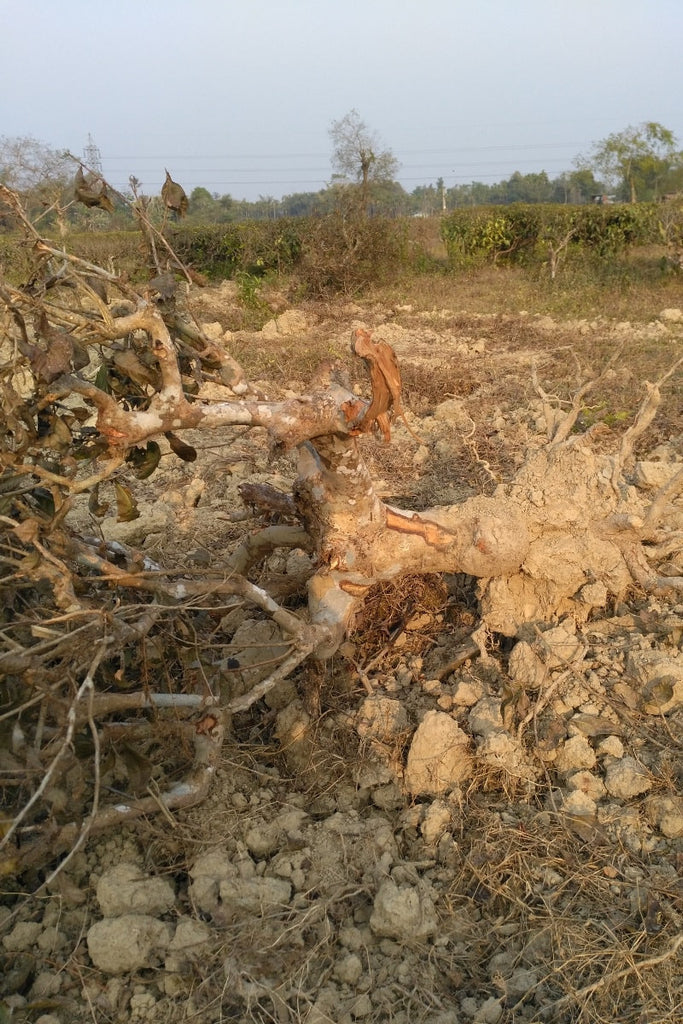 How We Prepare Assam Land for Organic Tea