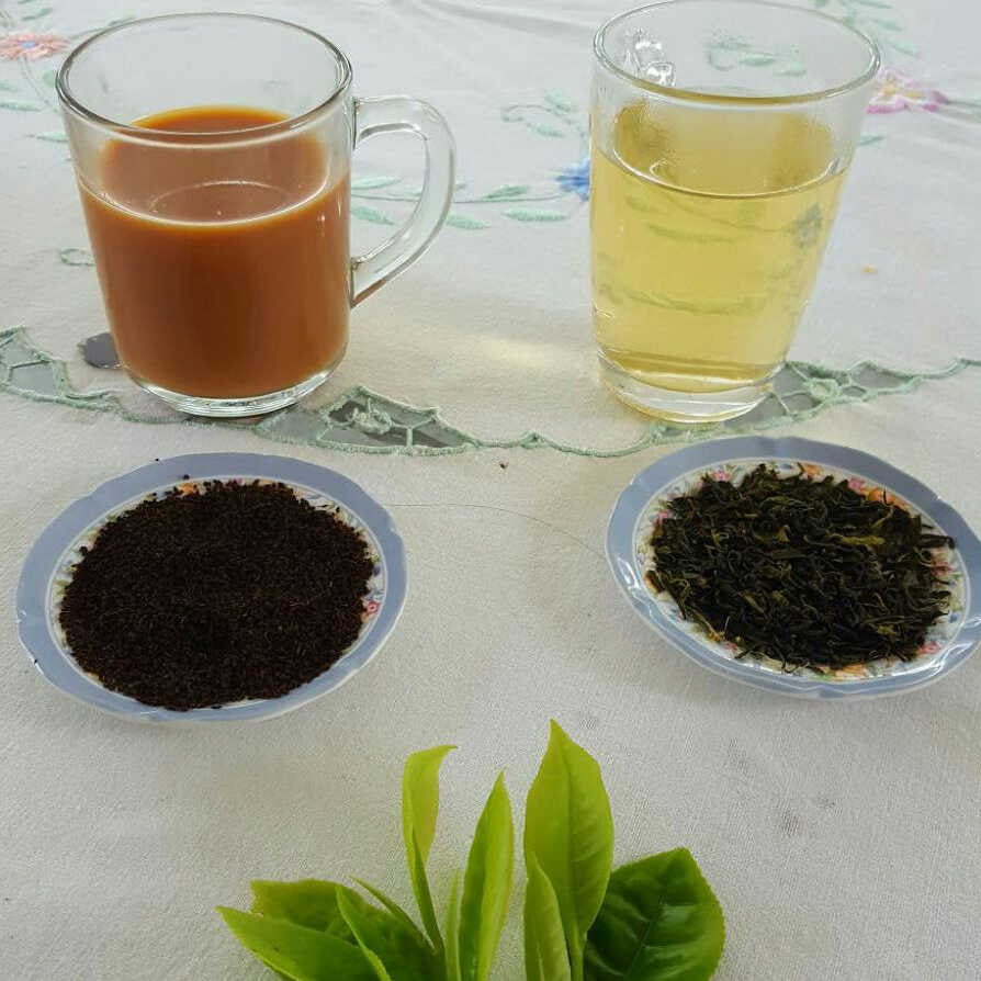 The Secret Difference Between Black and Green Tea