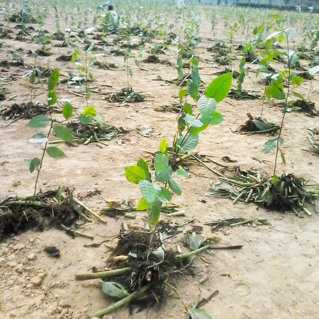 Planting Organic Assam Tea in MP 9