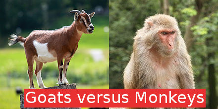Goats Versus Monkeys: The Scourges of Chota Tingrai Tea Estate